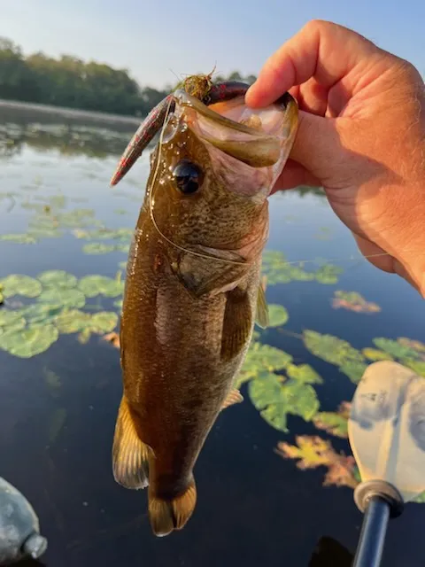 Florida Tested Fishing Baits