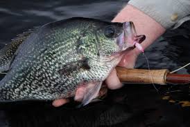 Crappie