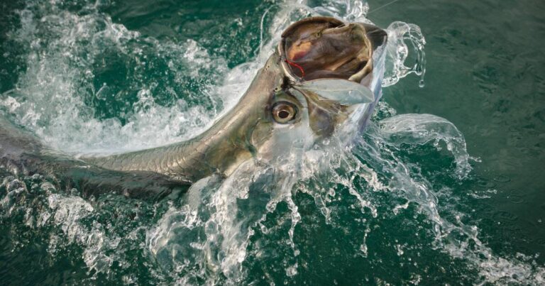 fishing for florida tarpon