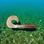 5.0 Single Tail Grub