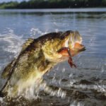 Bait Store, Great Outdoors Shops