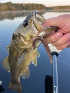 Soft Plastic Baits for Florida Fishing