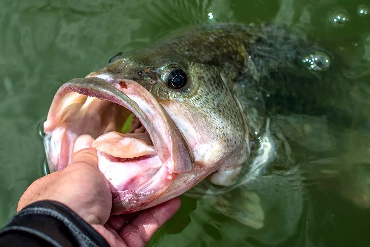 Best Baits for Florida Bass