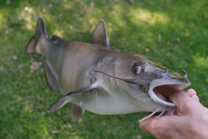 Central Florida catfish fishing