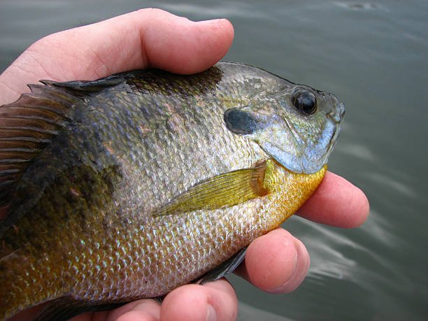 lake placid canal fishing guide