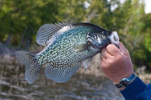 Central Florida panfish fishing