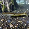 Swagger Shad Coppermine Baitlicious Swagger Shad 4.5" Swimbait | Jointed Soft Plastic Swimbait