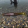 Swagger Shad Watermelon Red Baitlicious Swagger Shad 4.5" Swimbait | Jointed Soft Plastic Swimbait