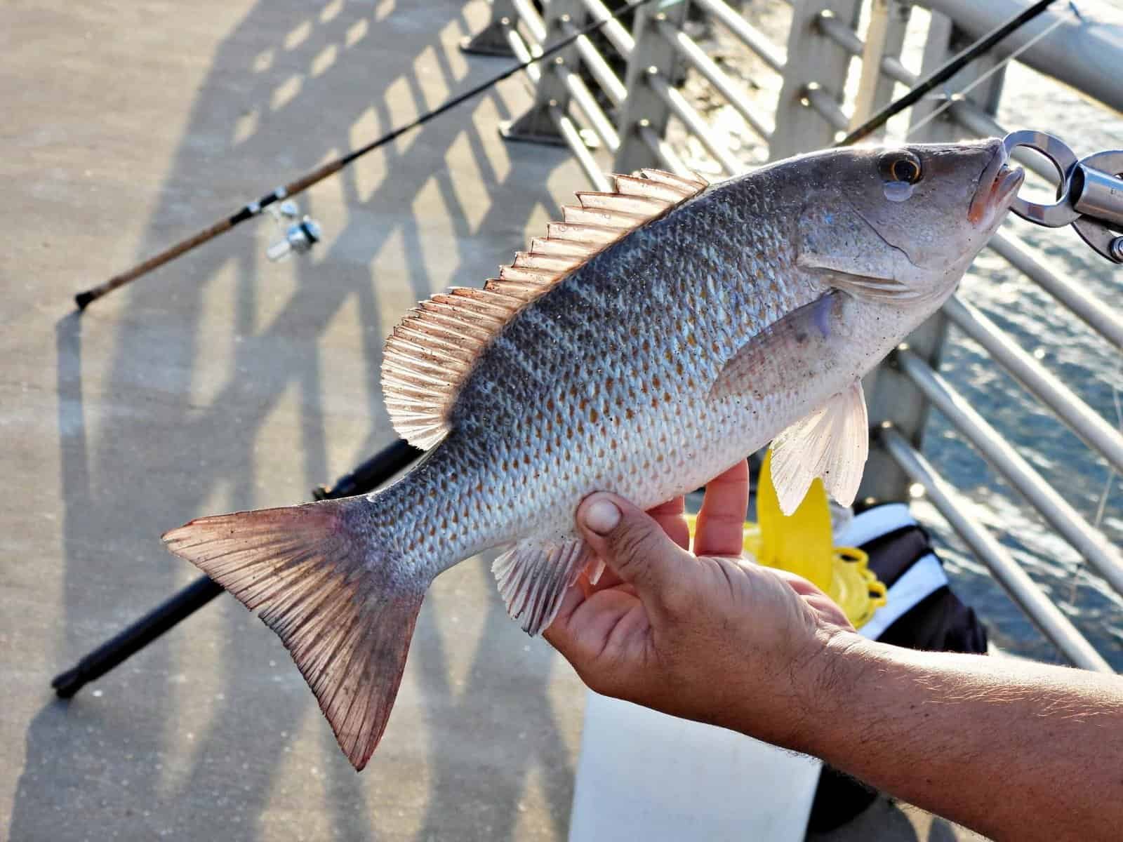 Mangrove Snapper