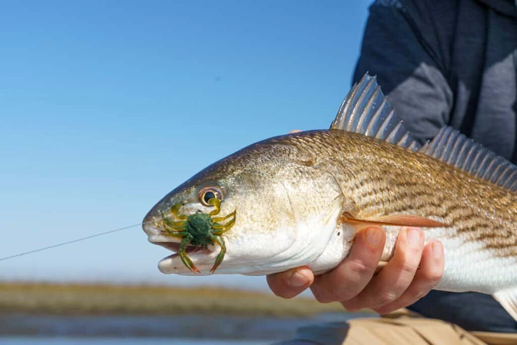 Florida Redfish fishing
