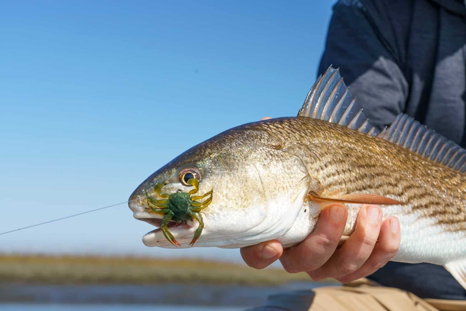 Florida Redfish fishing