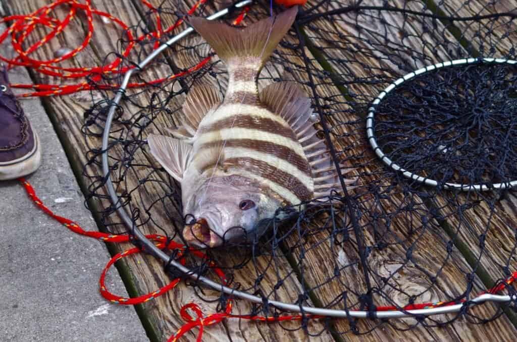 Florida Sheepshead Fishing