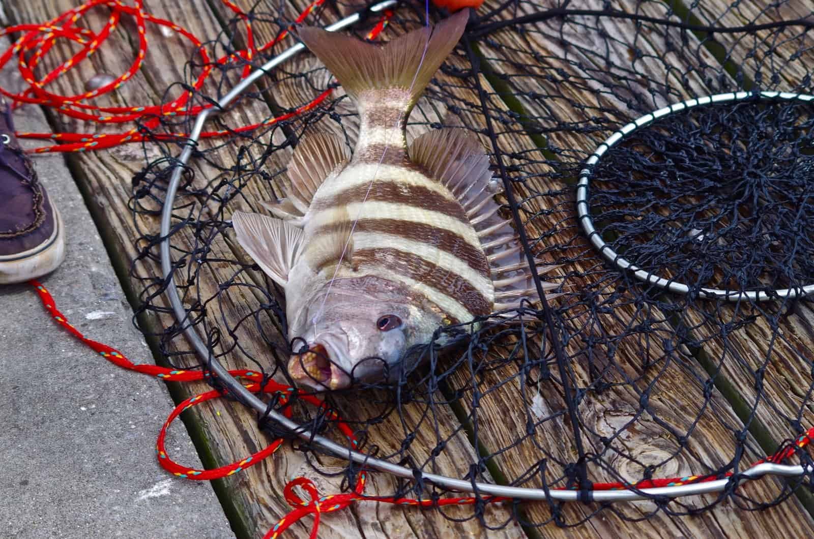 Sheepshead
