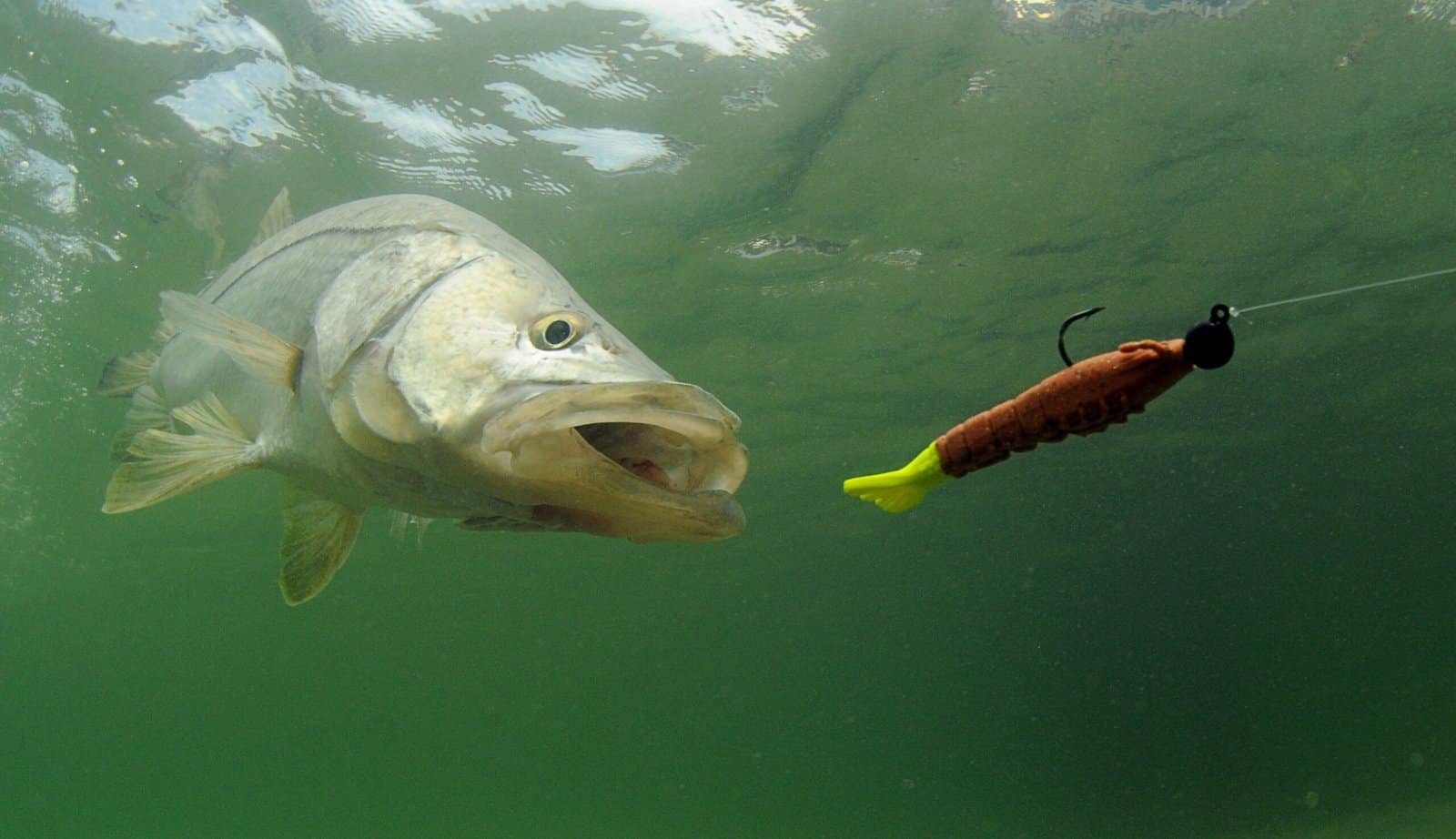 Redfish Bait Colors