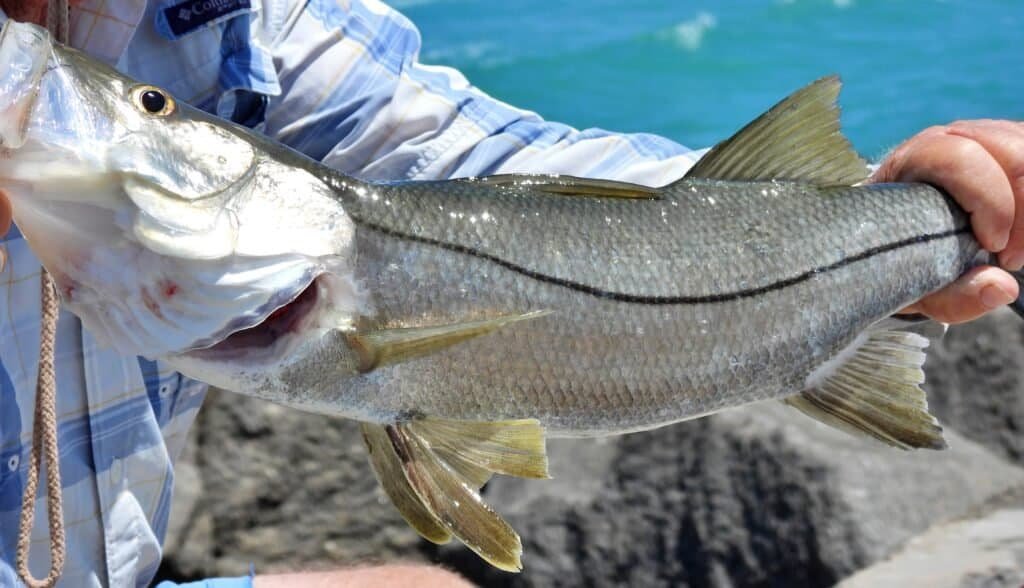 Florida inshore fishing
