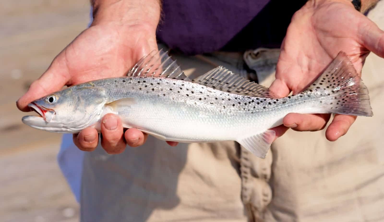 Speckled trout