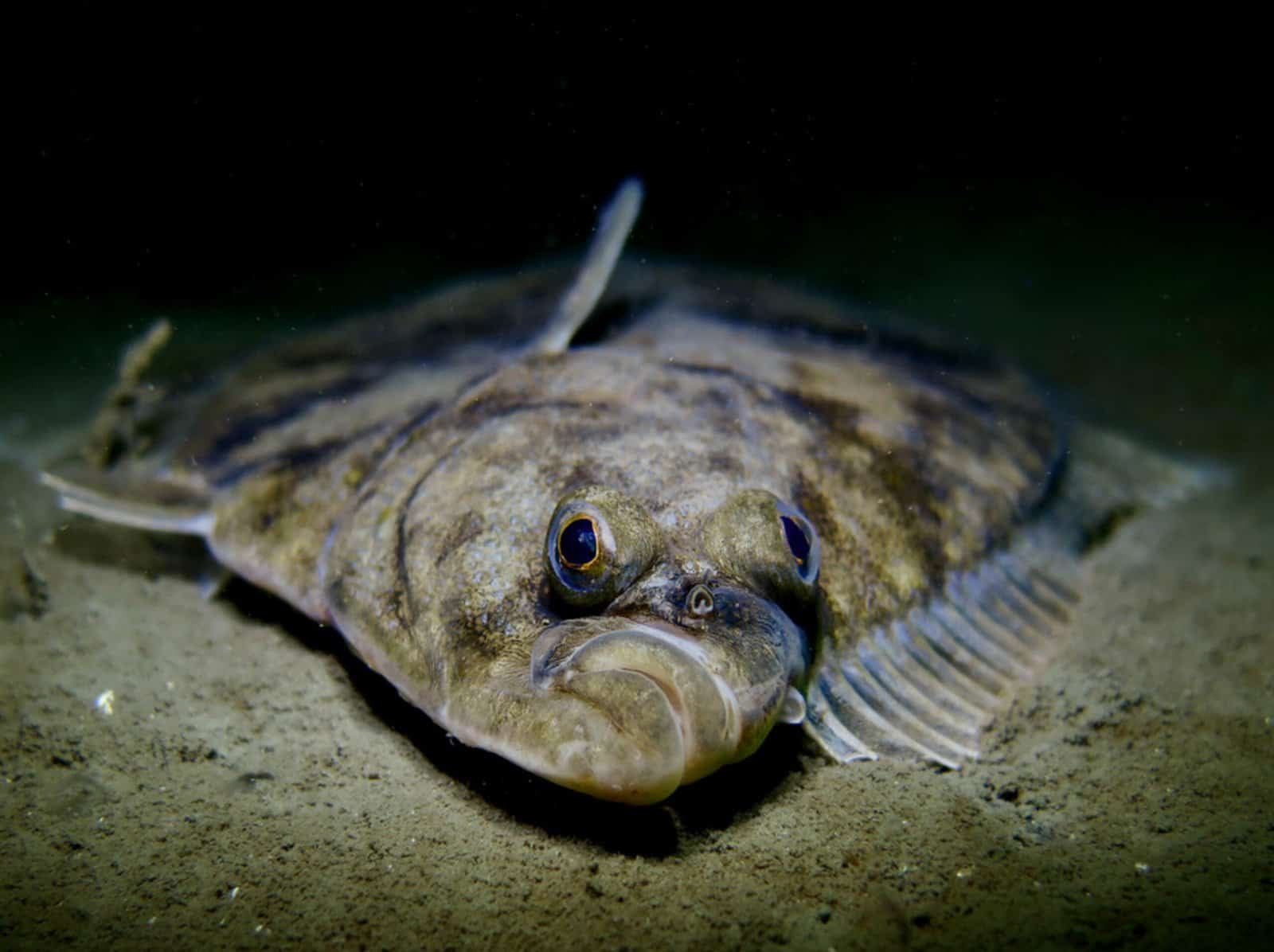 flounder