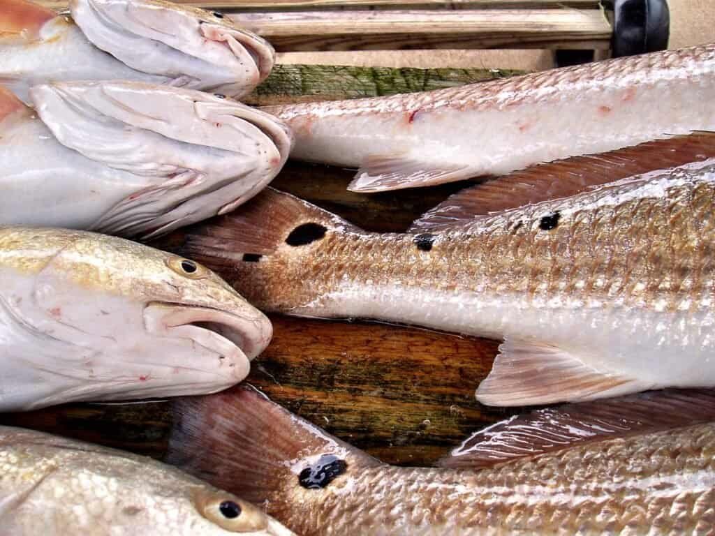 Topwater Redfish Fishing