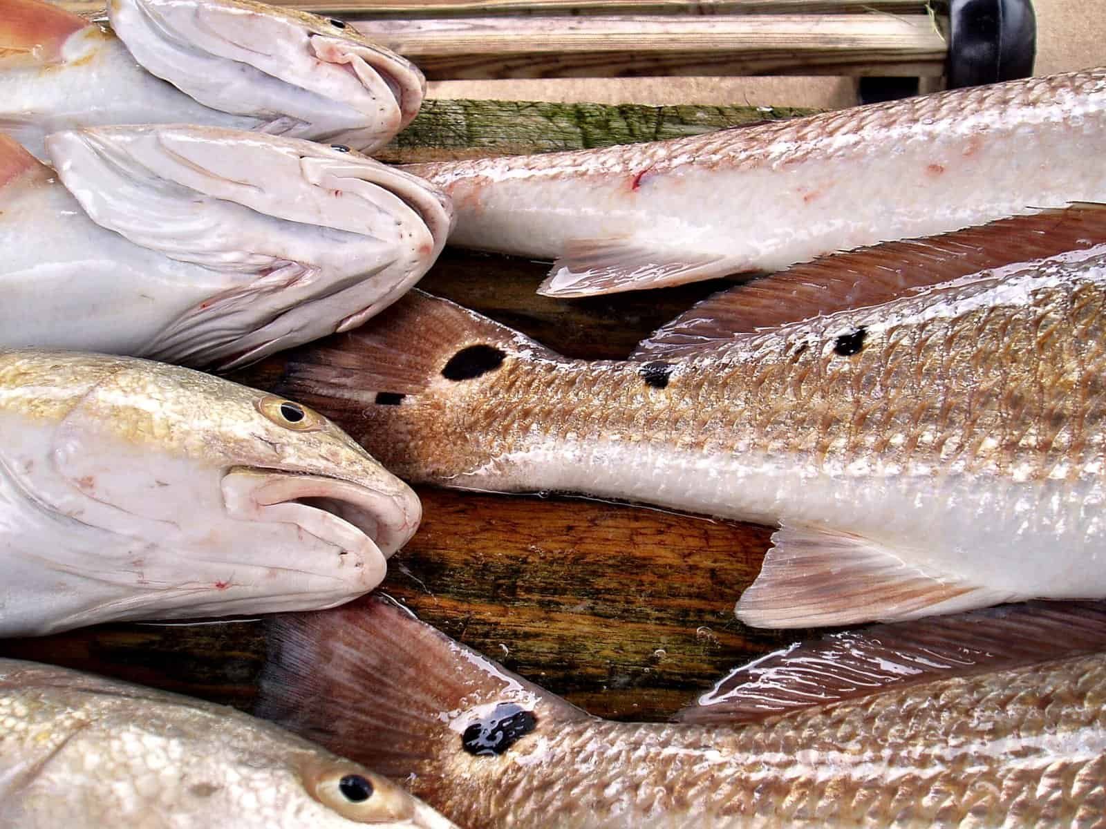 Topwater Redfish Fishing