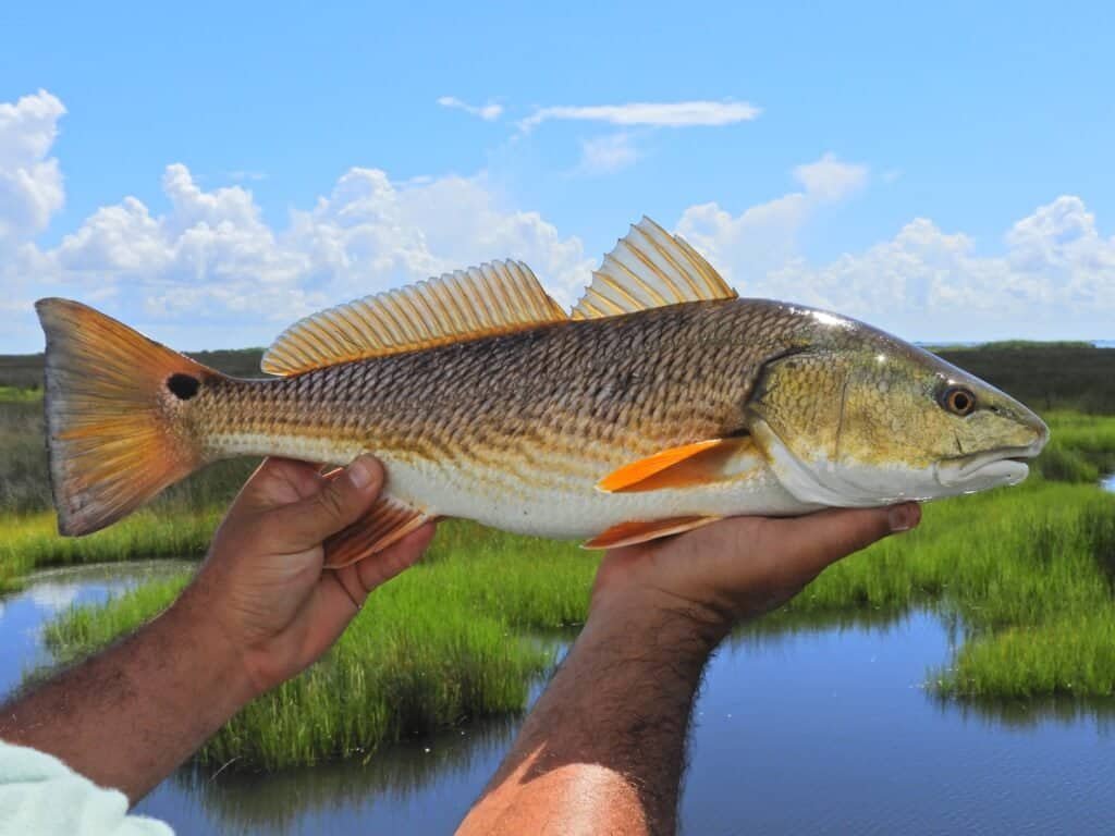 Fishing Grass Flats for Redfish