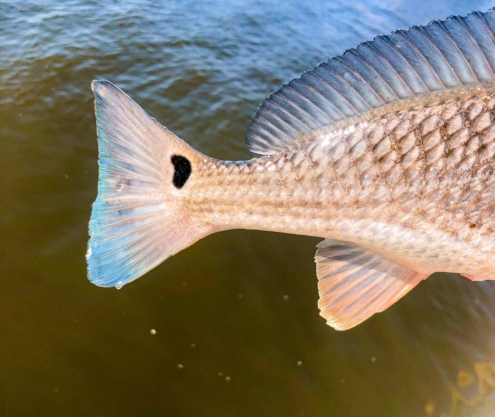 east coast redfish