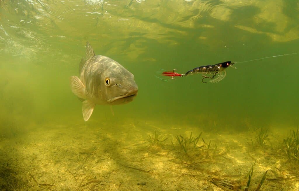 best redfish lure colors