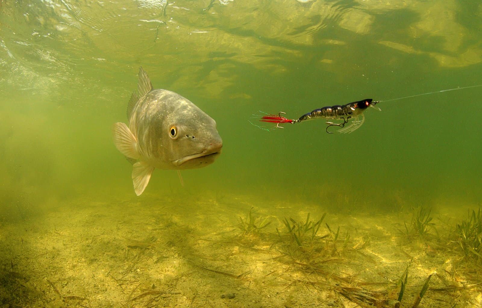 Redfish Colors