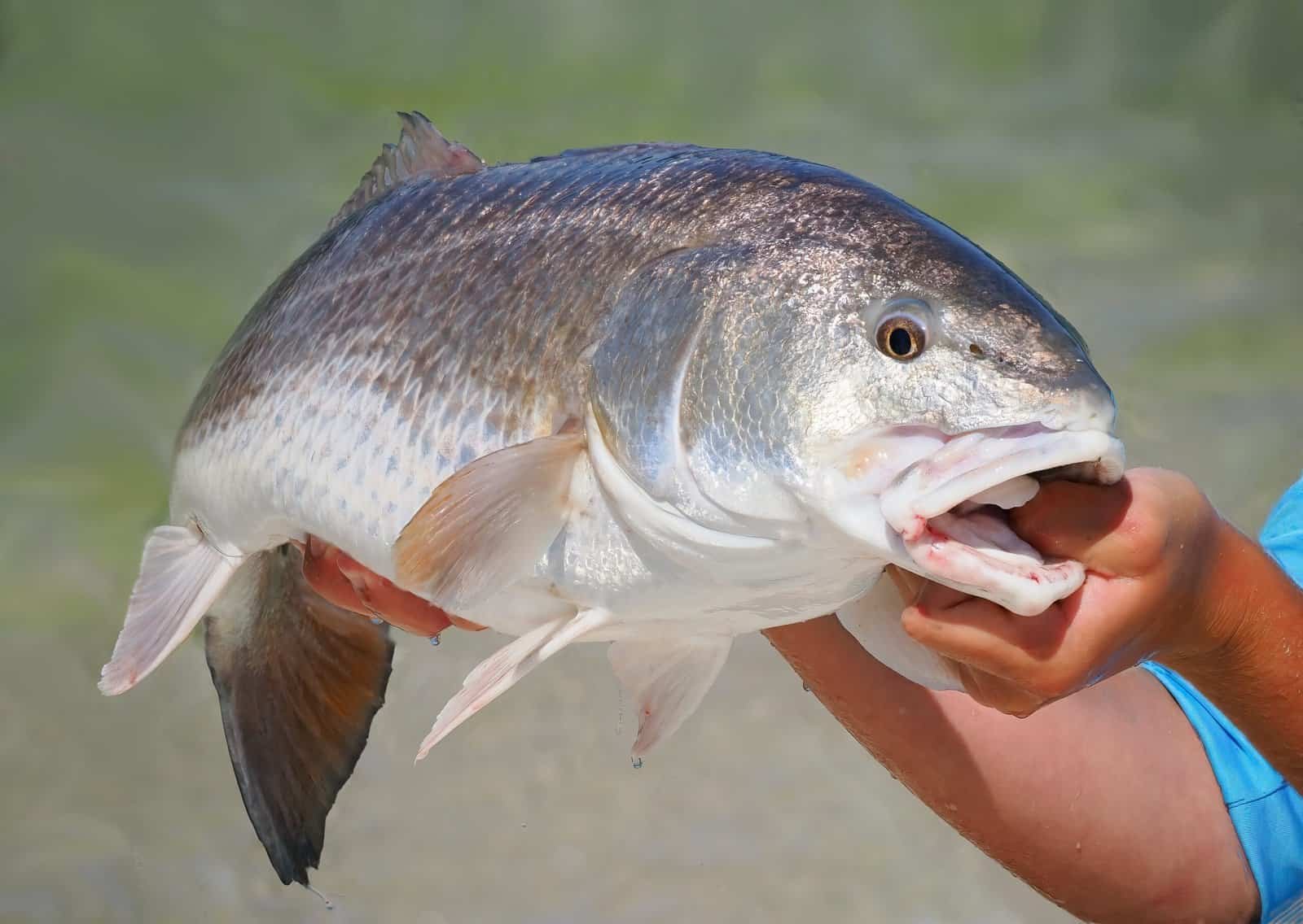 Florida redfish fishing seasons
