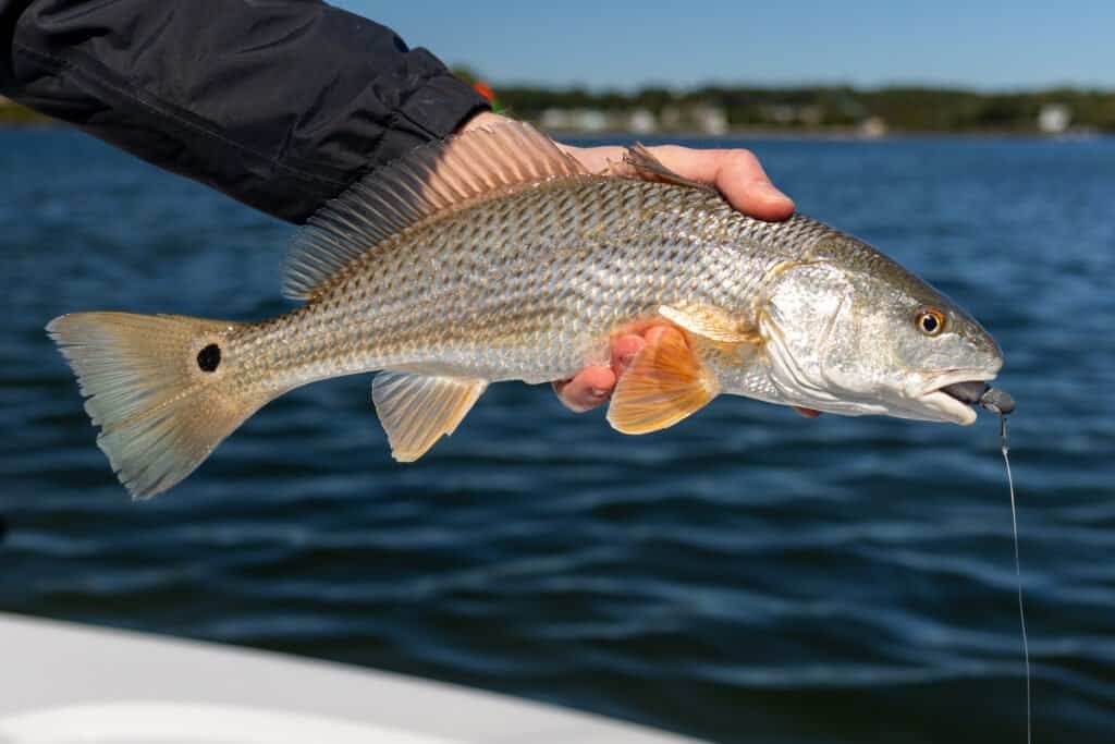 East Coast Florida Redfish Fishing