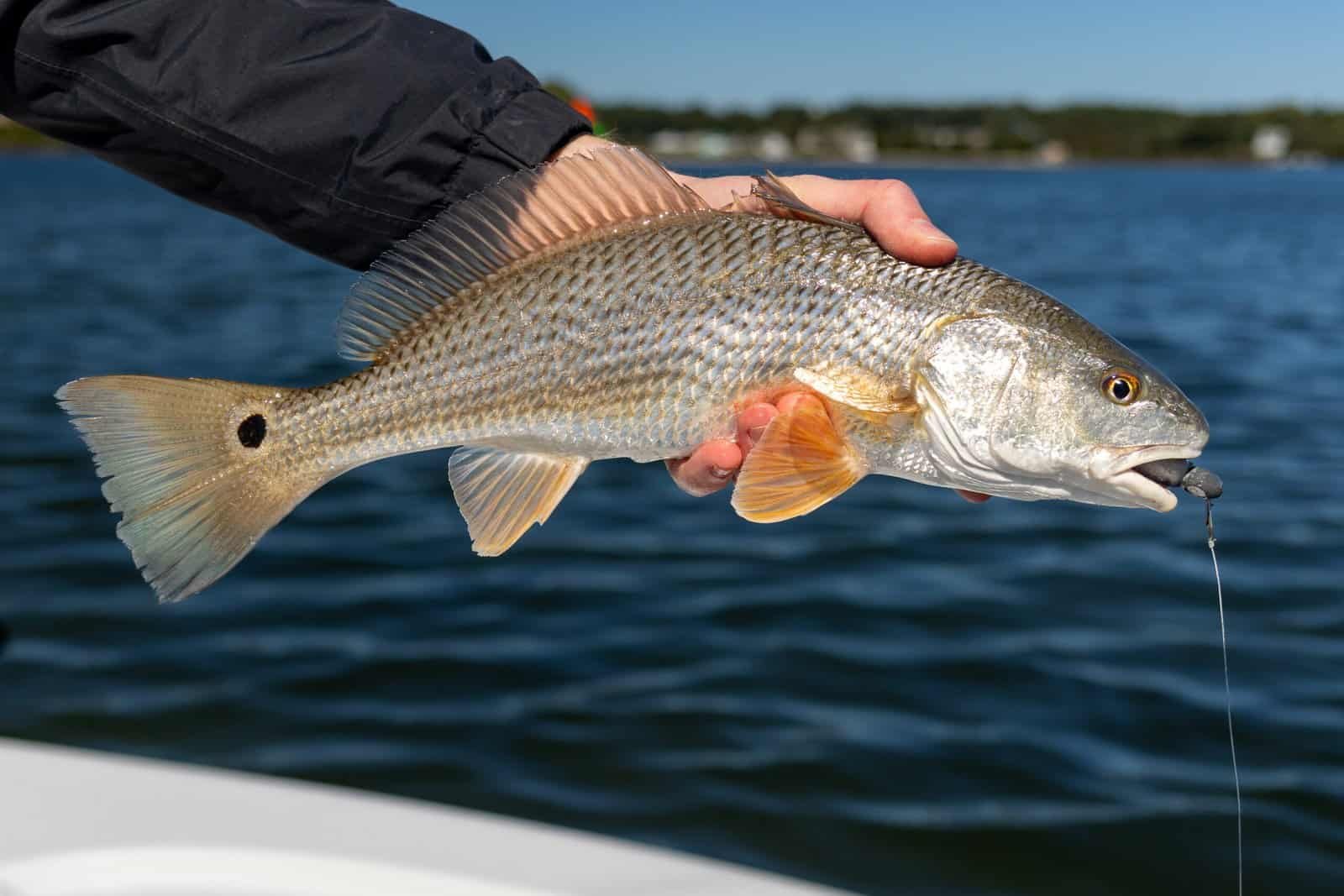East Coast Redfish