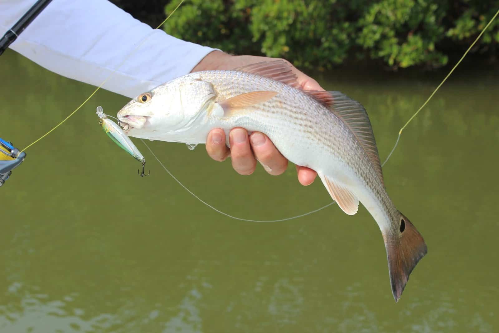Best redfish Lures